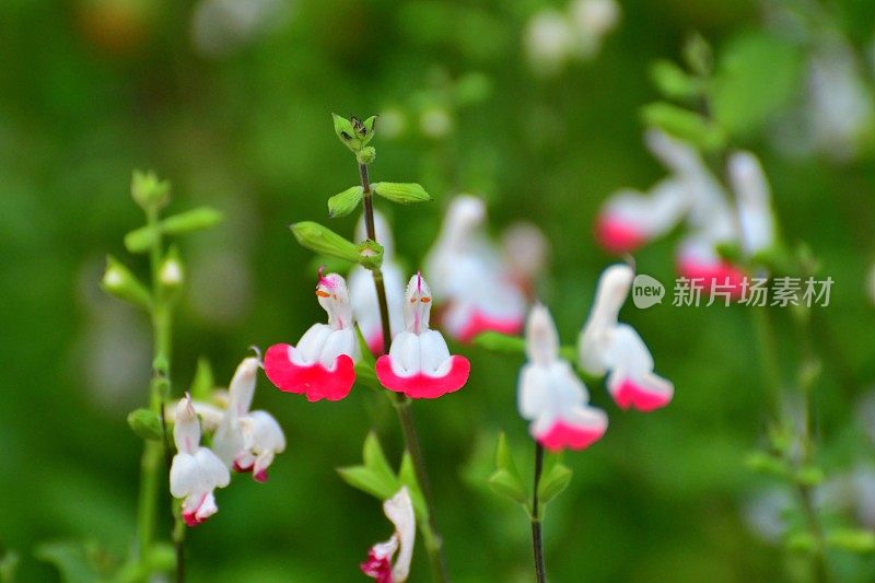 小叶鼠尾草/鼠尾草双色花，白色和红色